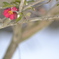 雪国の華