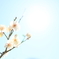 春の光