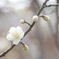 春を告げる花