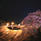 夜桜