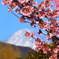 寒桜？河津桜？