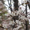 桜１