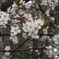桜２