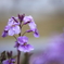 紫の花