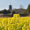 三重塔と菜の花