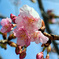 河津桜1