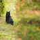 京都　京都府立植物園　猫
