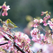 メジロと河津桜