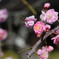 春の陽気　梅の花
