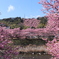 対岸の桜並木