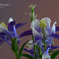 Purple Columbine