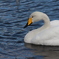 白鳥その3