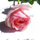 The Rose