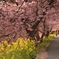 河津桜