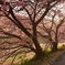 河津桜