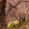 河津桜と光
