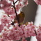桜とメジロ