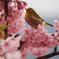 桜とメジロ2
