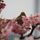 桜とメジロ4
