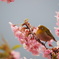 桜とメジロ5