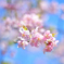 2022年初の桜