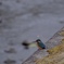 カワセミ ②