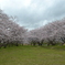 勝浦川河川敷の桜