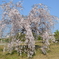 枝垂れ桜