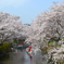 桜の中の遊覧船