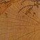古地図のような年輪