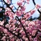 河津桜