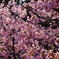 河津桜