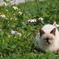 沖縄のノラ猫