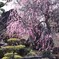 日本庭園と梅
