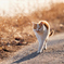 かわいい茶白の猫／夕方