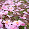 花のさんぽみち。