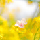 河津桜1