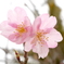 少し気の早い桜。