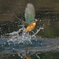 浮上 1156-2