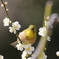 縮景園のウメジロー