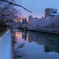 夕桜