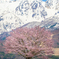 野平の桜