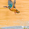 いつもの公園「魚運ぶ鳥」