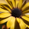 Osteospermum