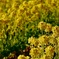  field mustard