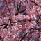 満開の河津桜