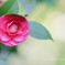Camellia☆.。.:*・