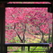 遅咲きの桜
