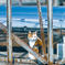 野良猫