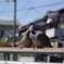 もうすぐ春②　ゲロちゅー